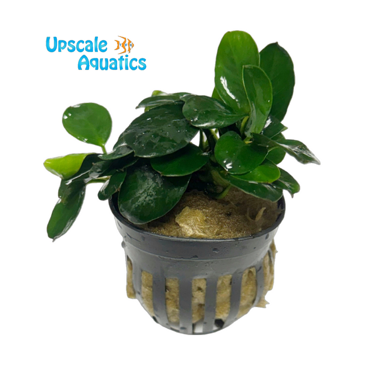 Dark Moon Anubias (Anubias barteri var. nana 'Dark Moon')
