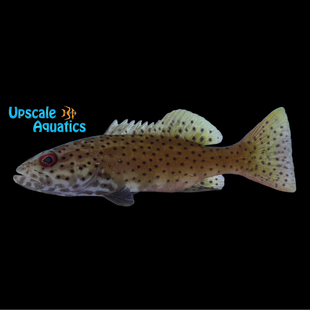 Leopard Coral Grouper (Plectropomus leopardus)