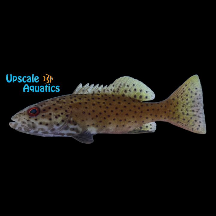 Leopard Coral Grouper (Plectropomus leopardus)