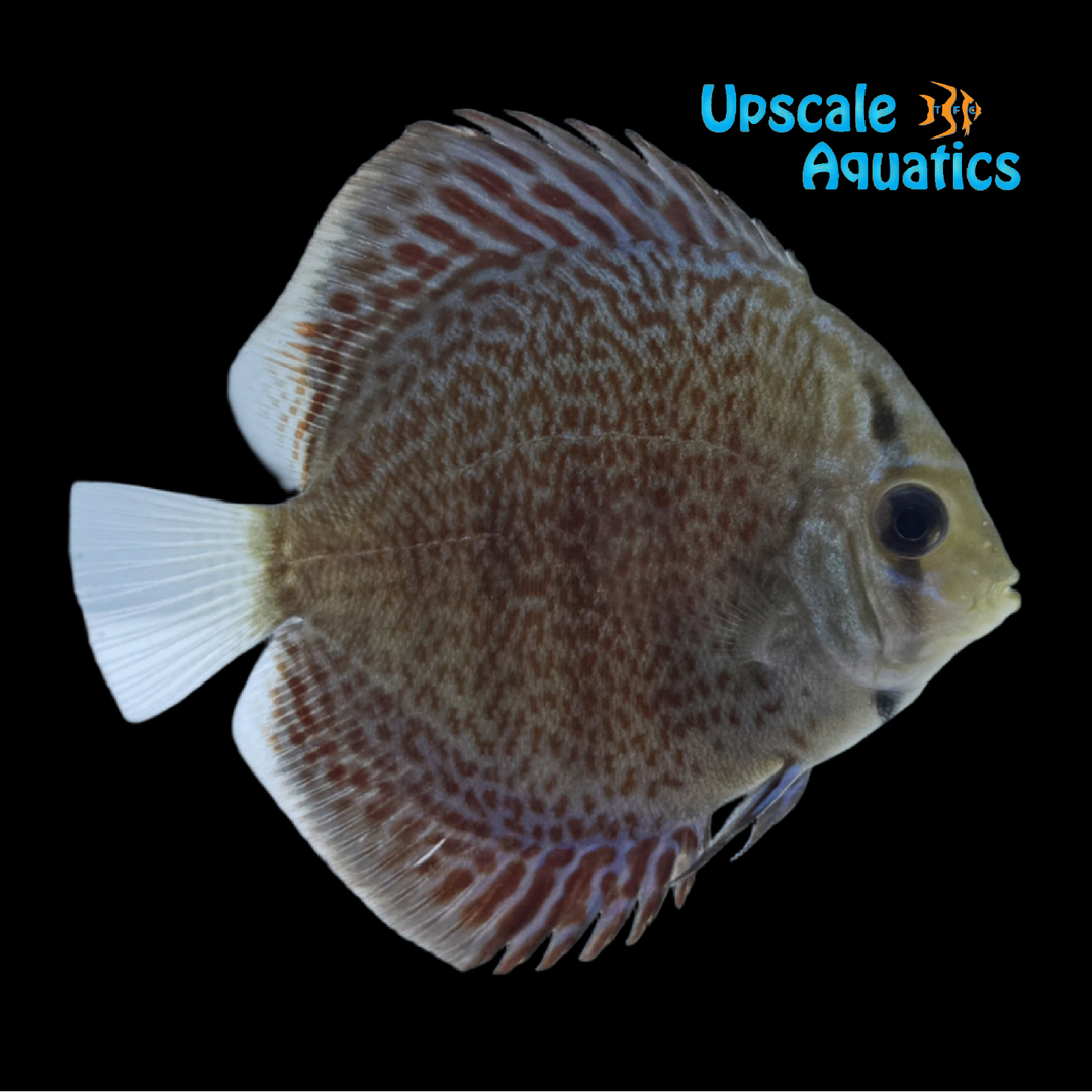 Panthera Leopard Discus (Symphysodon aequifasciatus)