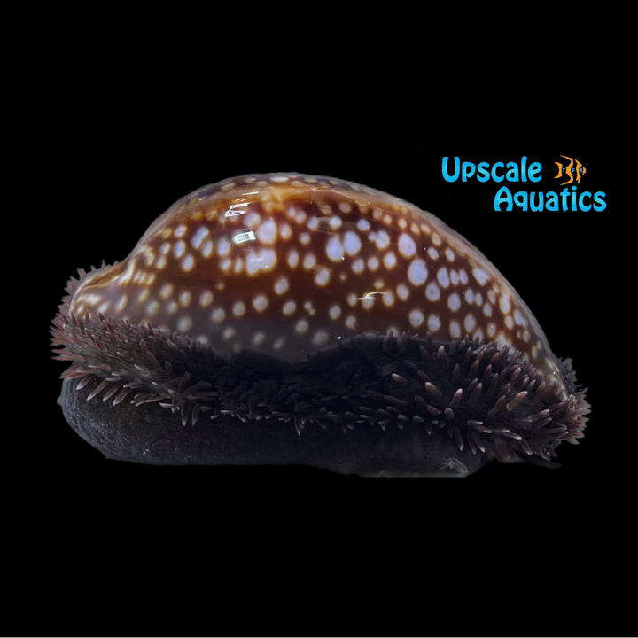 Deer Cowrie Snail (Cypraea cervus)