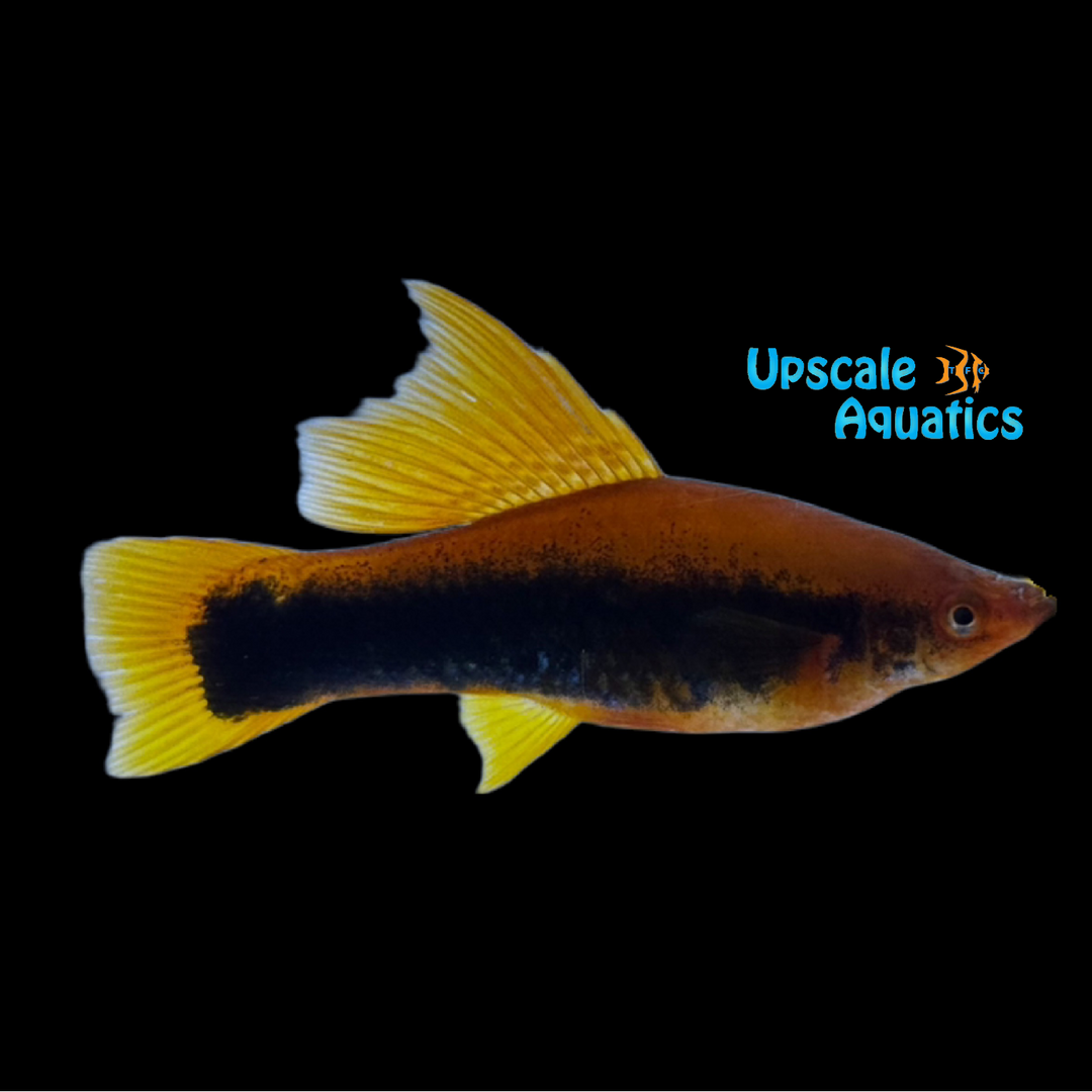 Velvet Tuxedo Highfin Swordtail (Xiphophorus helleri)