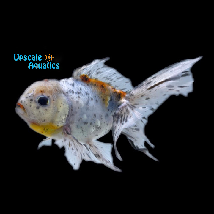 Assorted Oranda Goldfish (Carassius auratus)