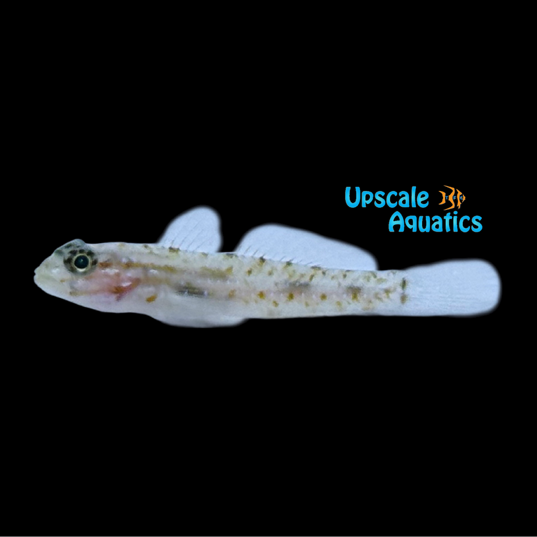 Patch Reef Goby (Coryphopterus tortugae)