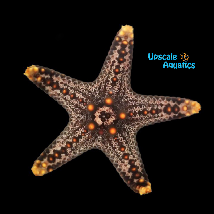 Bali Starfish (Protoreaster sp.)