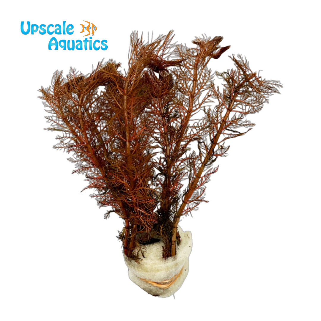 Myriophyllum Mattogrossense 'Red'