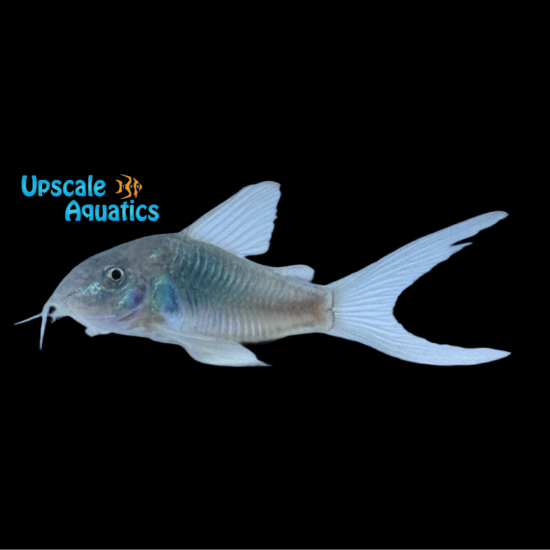 Longfin Green Aeneus Cory (Corydoras aeneus)