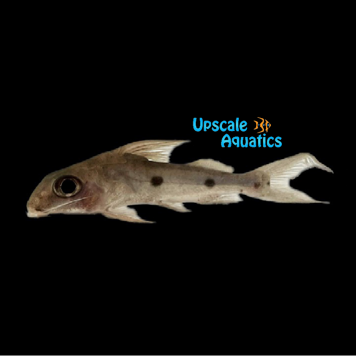 One Spot Synodontis (Synodontis notatus)