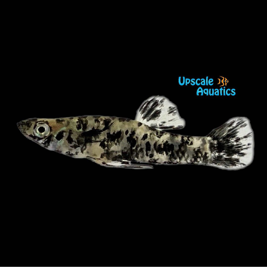 Black Spotted Mosquitofish (Gambusia holbrooki)