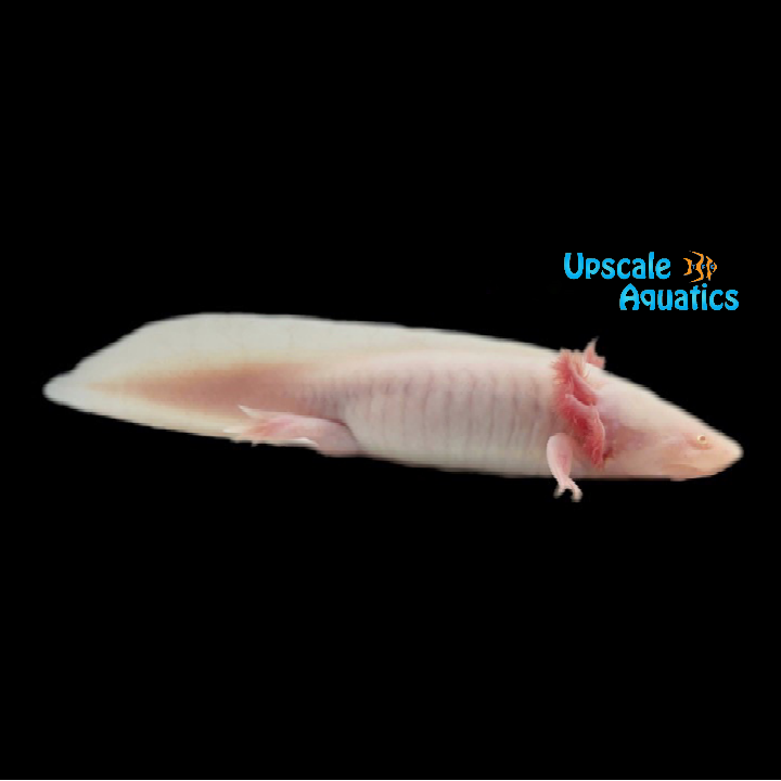 Albino Axolotl (Ambystoma mexicanum)