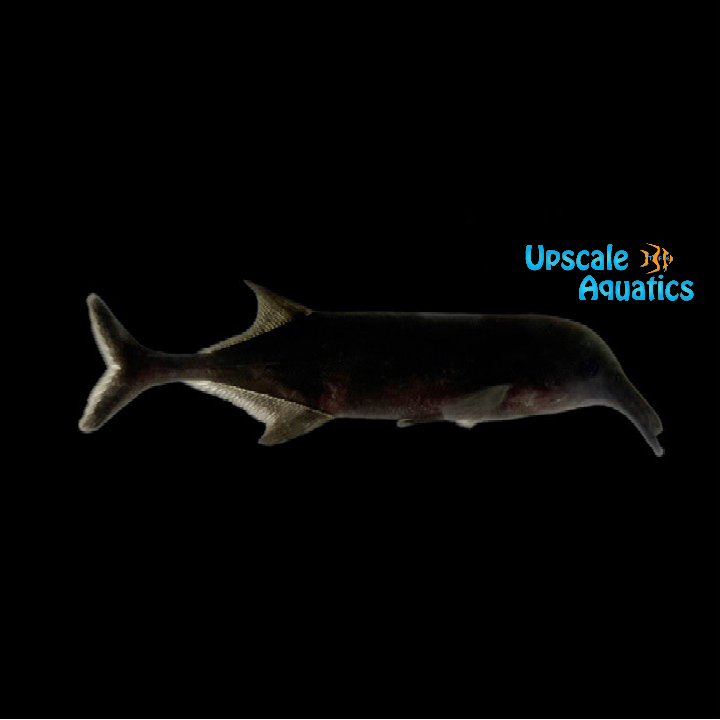 Longnose Elephantnose Mormyrid (Campylomormyrus rhynchophorus)