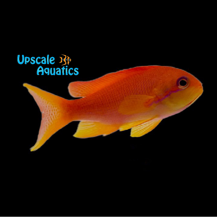 Lyretail Anthias - Female 'Fiji' (Pseudanthias squamipinnis)