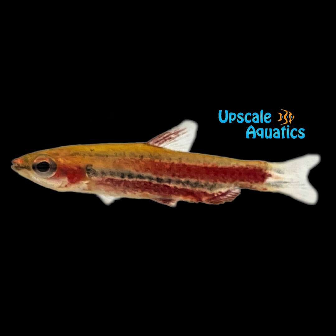 Purple Pencilfish (Nannostomus rubrocaudatus)