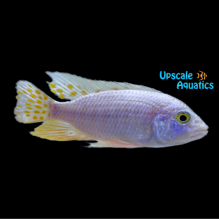 Dragon Blood Ahli (Aulonocara 'Dragon Blood' x Sciaenochromis fryeri)