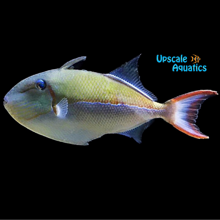 Goldenback Trigger (Xanthichthys caeruleolineatus)