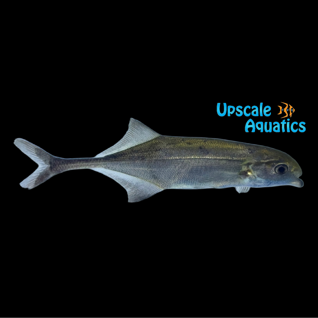 Senegalese Spoon Bill Mormyrid (Marcusenius senegalensis)