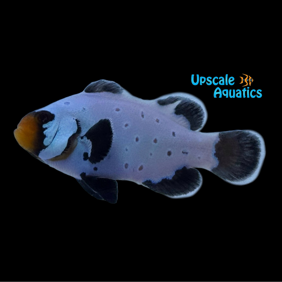 Black Frostbite Clownfish (Amphiprion ocellaris)