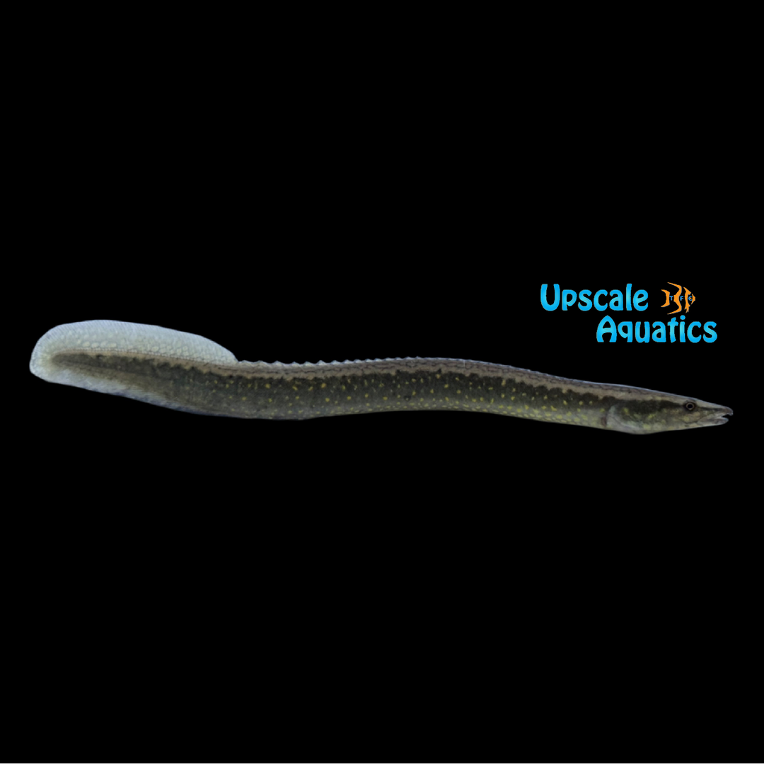 Chinese Flexneck Spiny Eel (Sinobdella sinensis)