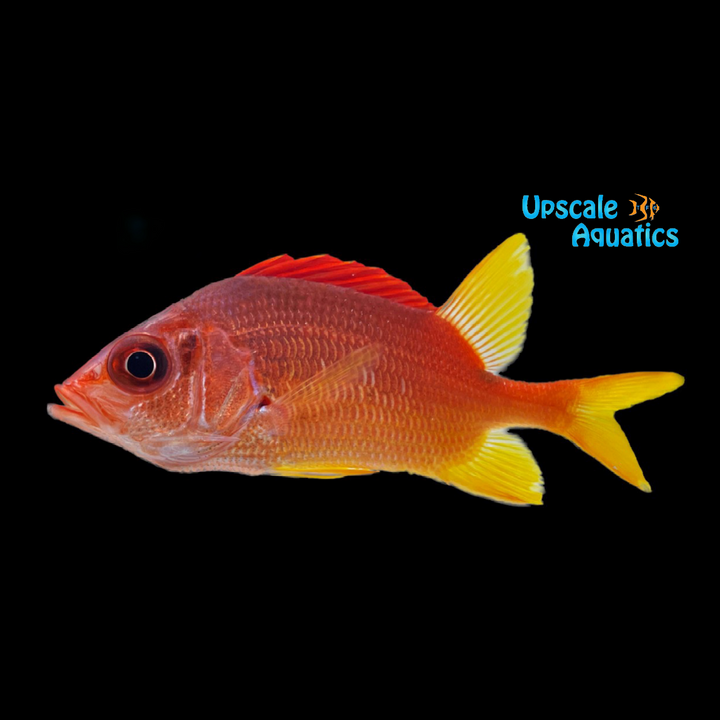 Sabre Squirrelfish (Sargocentron spiniferum)