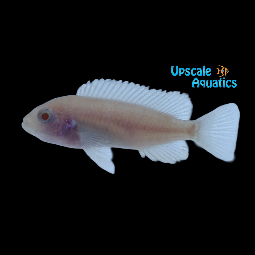 Albino Zebra Cichlid (Metriaclima sp. zebra)