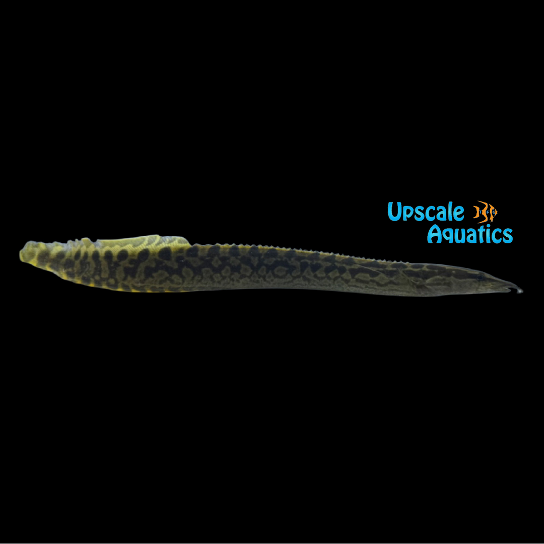 Malabar Spiny Eel (Mastacembelus guentheri)