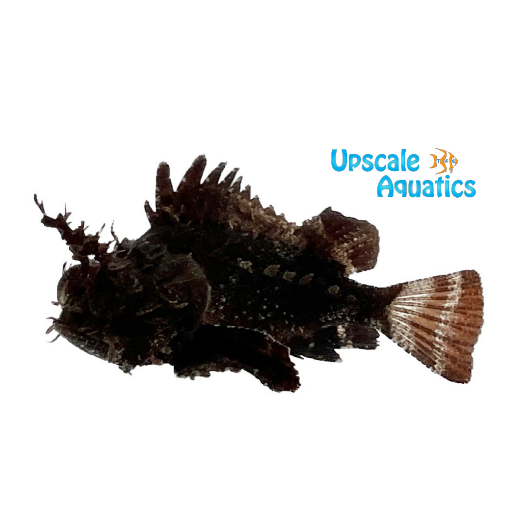 Horned Barbfish (Scorpaena brasiliensis)