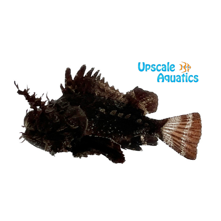 Horned Barbfish (Scorpaena brasiliensis)