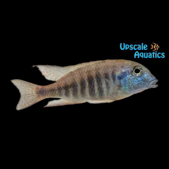 Lethrinops Albus