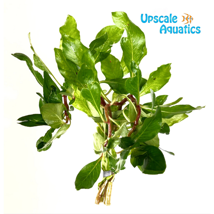 Ludwigia Cuba (Ludwigia inclinata var. Cuba)
