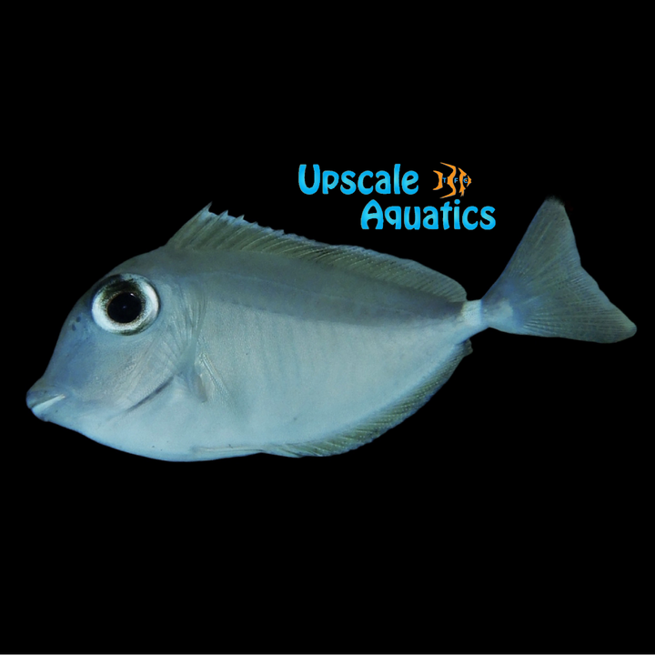 Humpback Unicorn Tang (Naso brachycentron)
