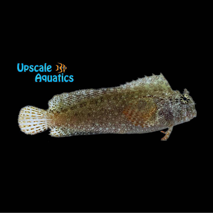 Seram Blenny (Salarias ceramensis)