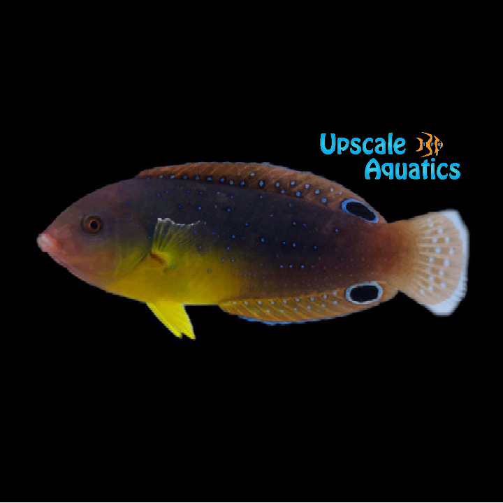 Yellowbreast 'Twistii' Wrasse (Anampses twistii)