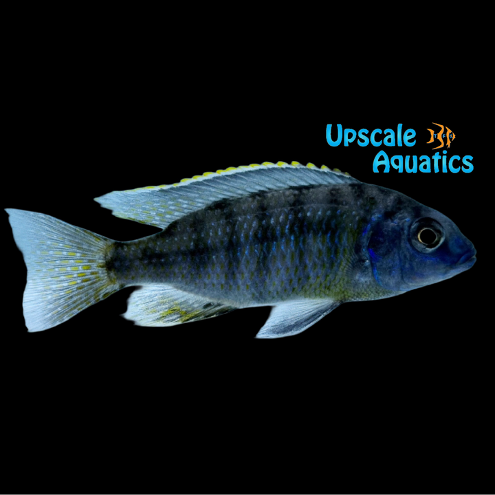 Protomelas sp. 'Eastern Steveni'