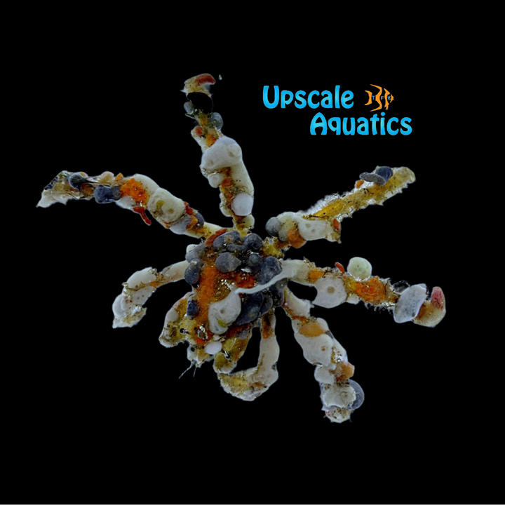 Spider Decorator Crab (Camposcia retusa)