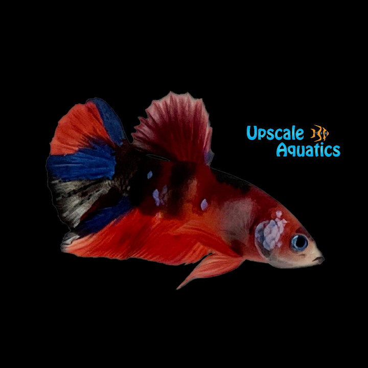 Koi Plakat Betta - Male (Betta splendens)