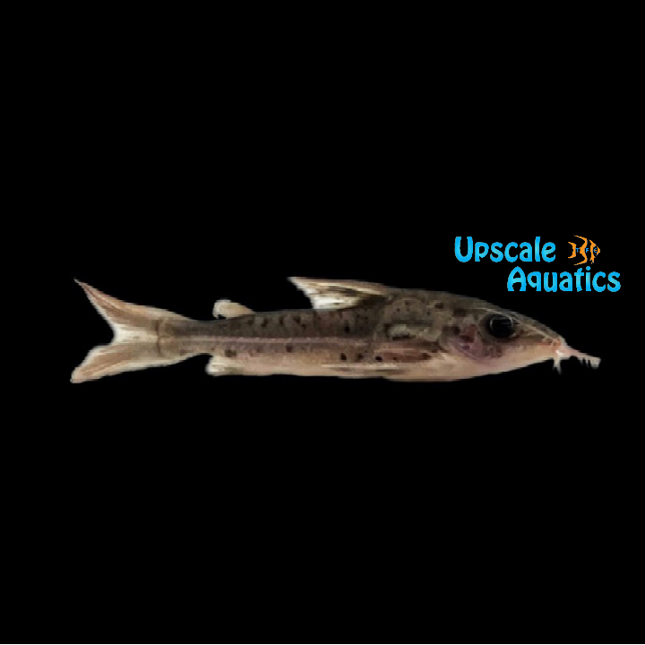 Humeralis Thorny Catfish (Nemadoras humeralis)
