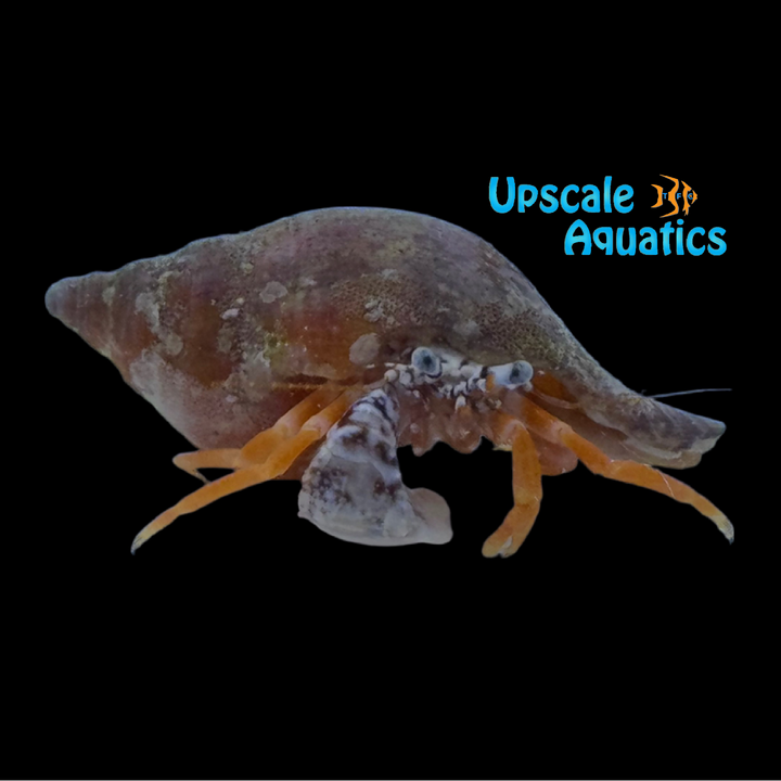 Polka Dot Hermit Crab (Phimochirus operculatus)