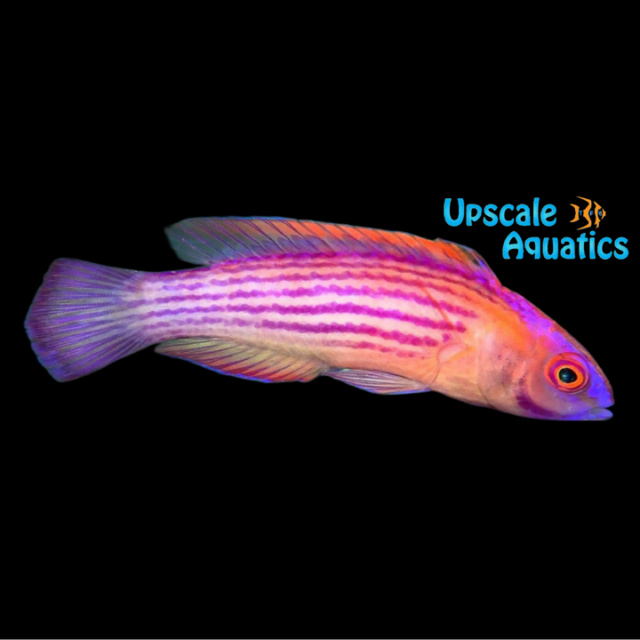 Earle's Fairy Wrasse (Cirrhilabrus earlei)
