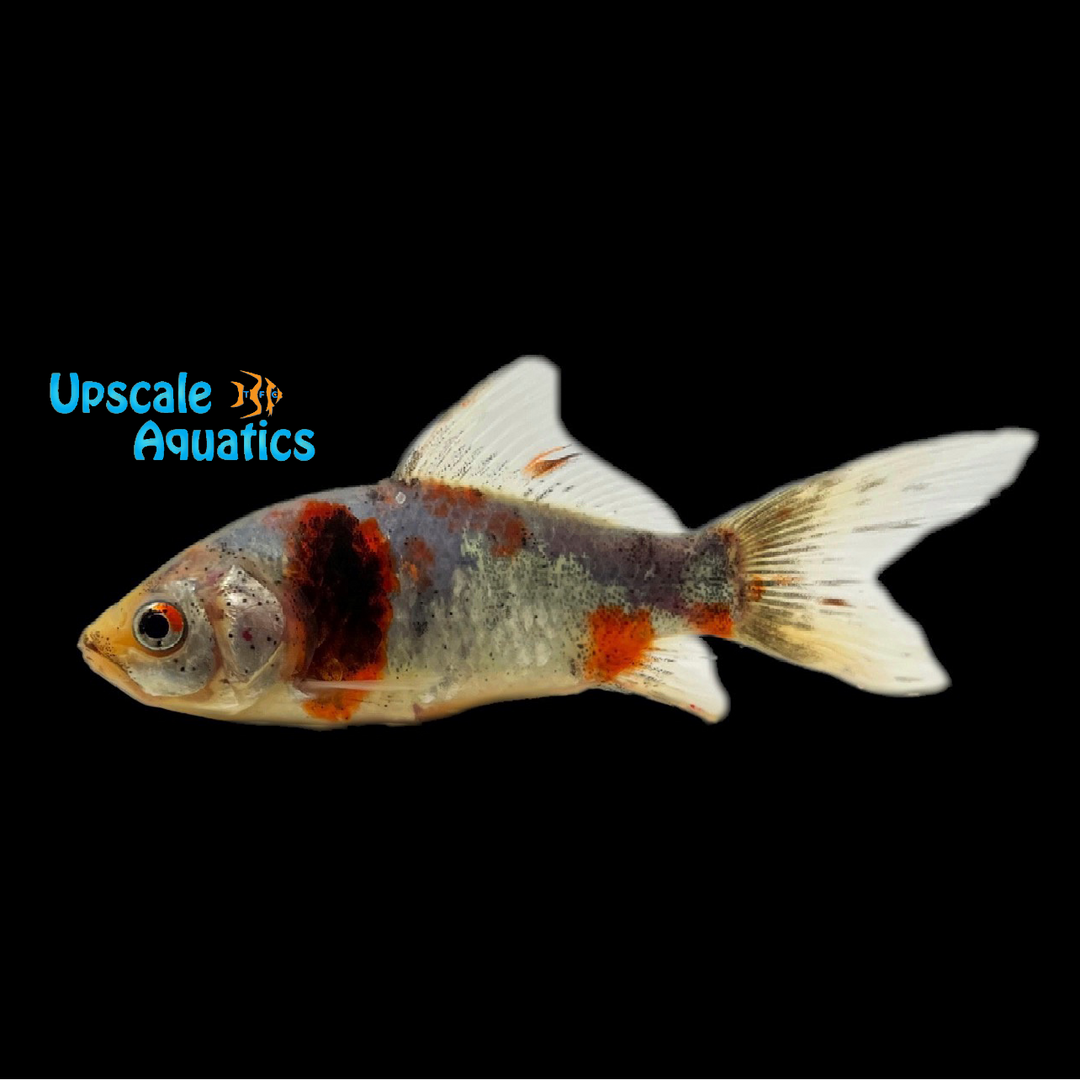 Calico Shubunkin Goldfish (Carassius auratus)