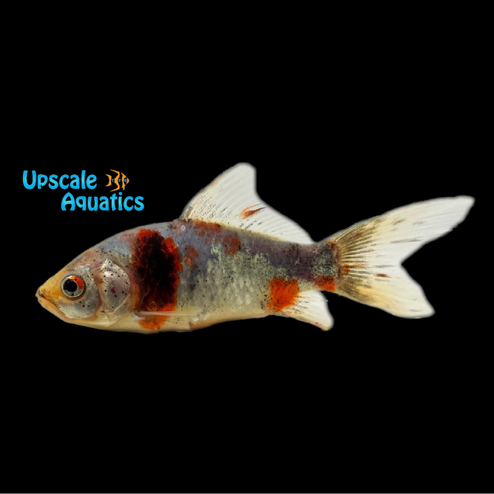 Calico Shubunkin Goldfish (Carassius auratus)