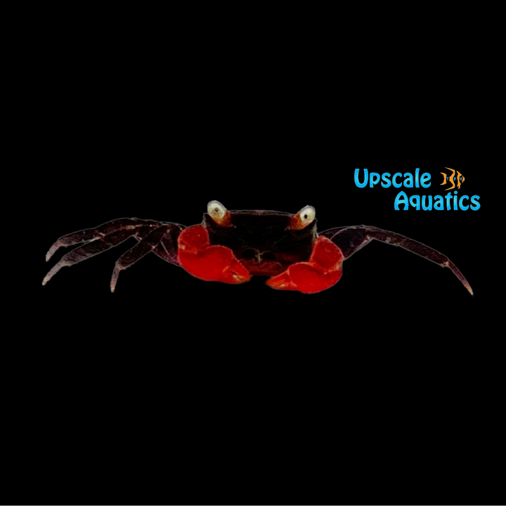 Red Devil Vampire Crab (Geosesarma hagen)