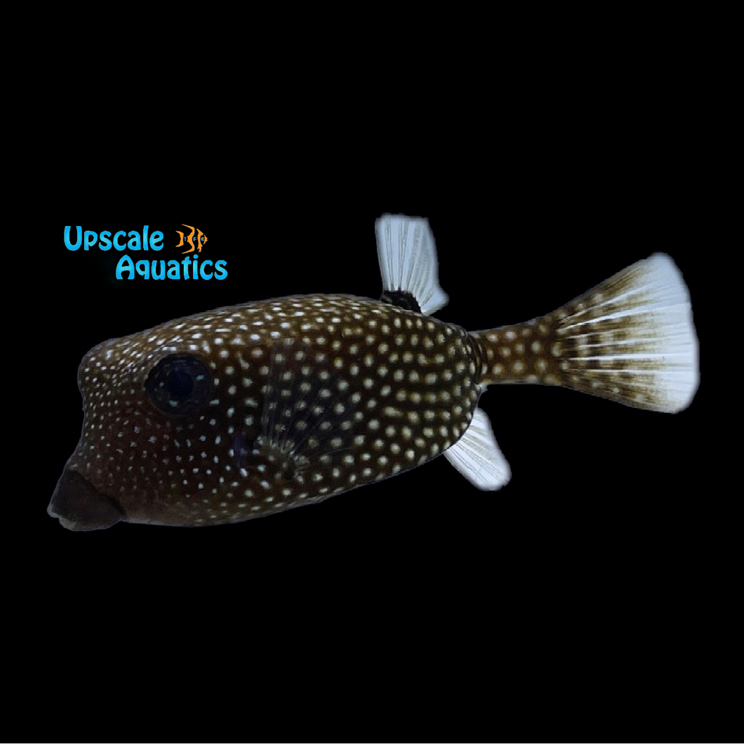 black spotted box fish Boxfish, Ostracion meleagris The Reef Experience Hawaii Spotted Boxfish Confidential I