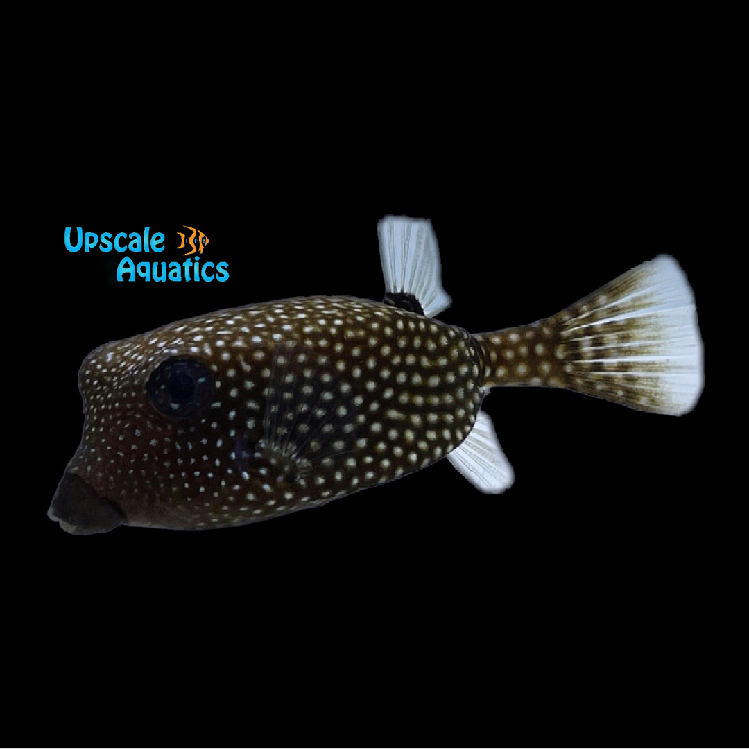 Black Spotted Boxfish - Female (Ostracion meleagris)