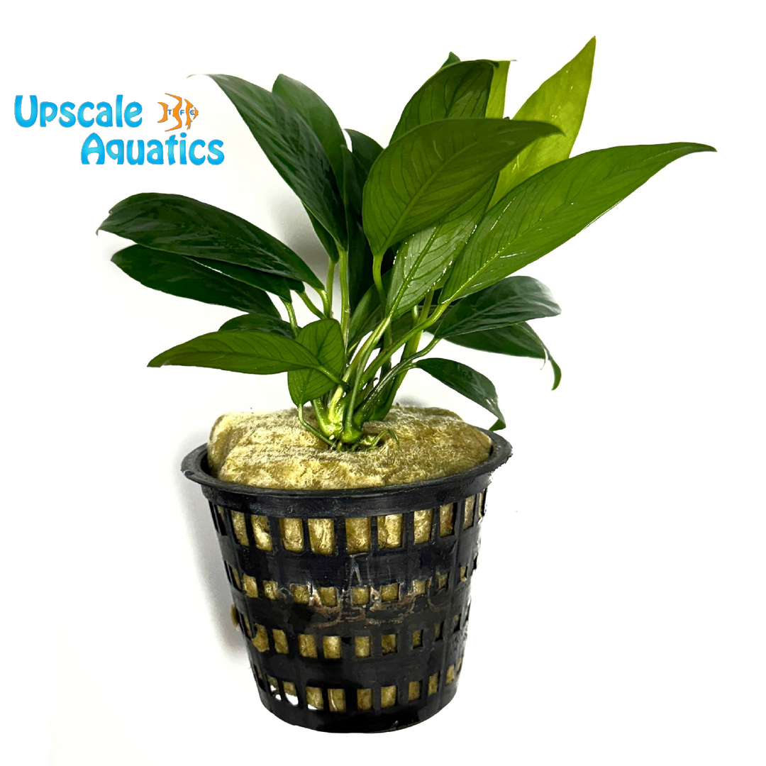 Lanceolata Anubias (Anubias barteri var. glabra 'Lanceolata')