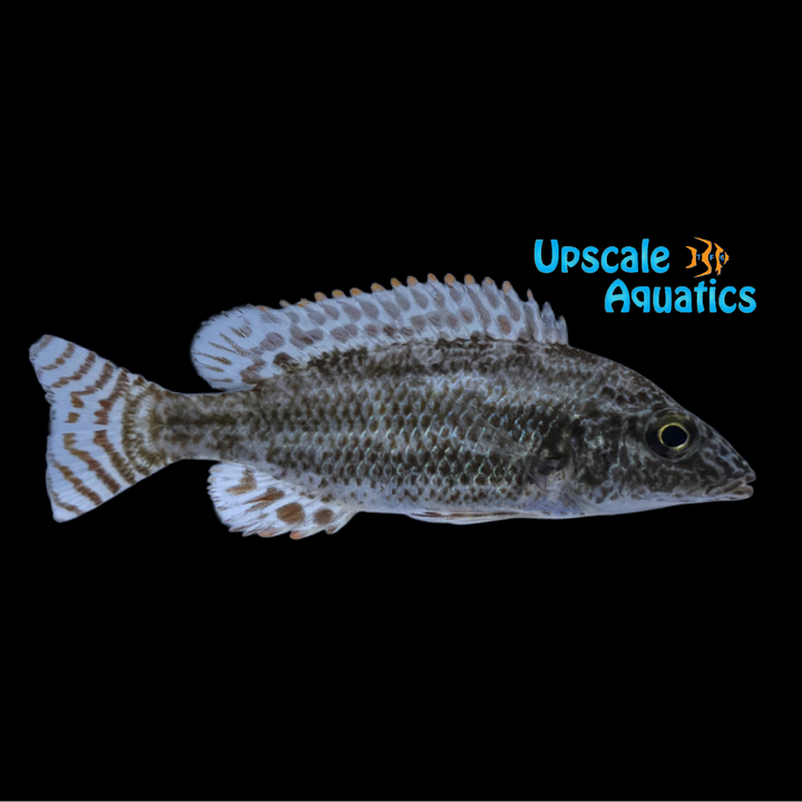 Linni Cichlid (Nimbochromis linni)