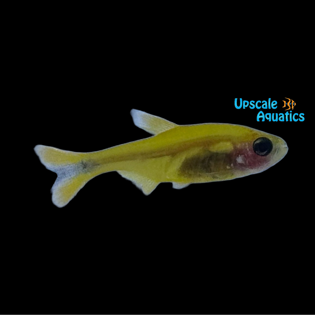 Golden Ghost Silvertip Tetra (Hasemania nana)