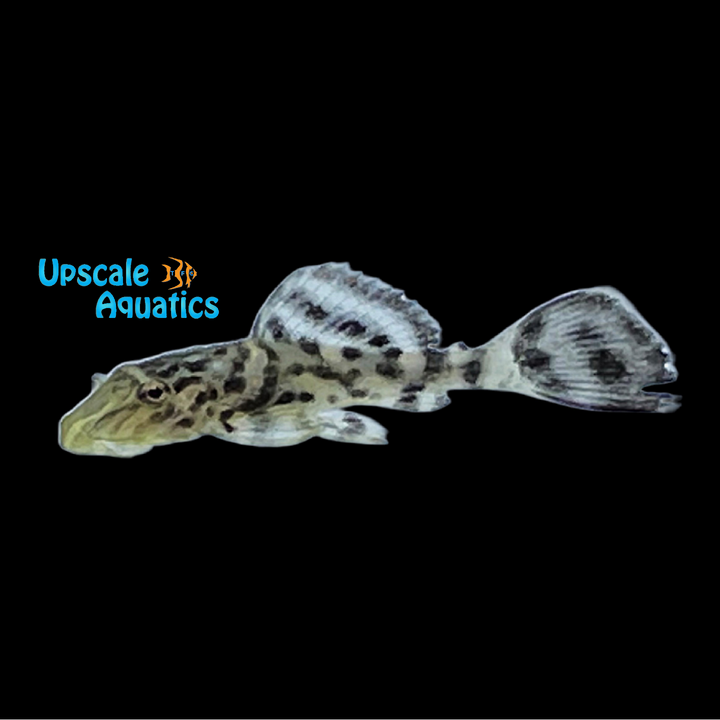 New Ranger Pleco (Pterygoplichthys sp. New Ranger)
