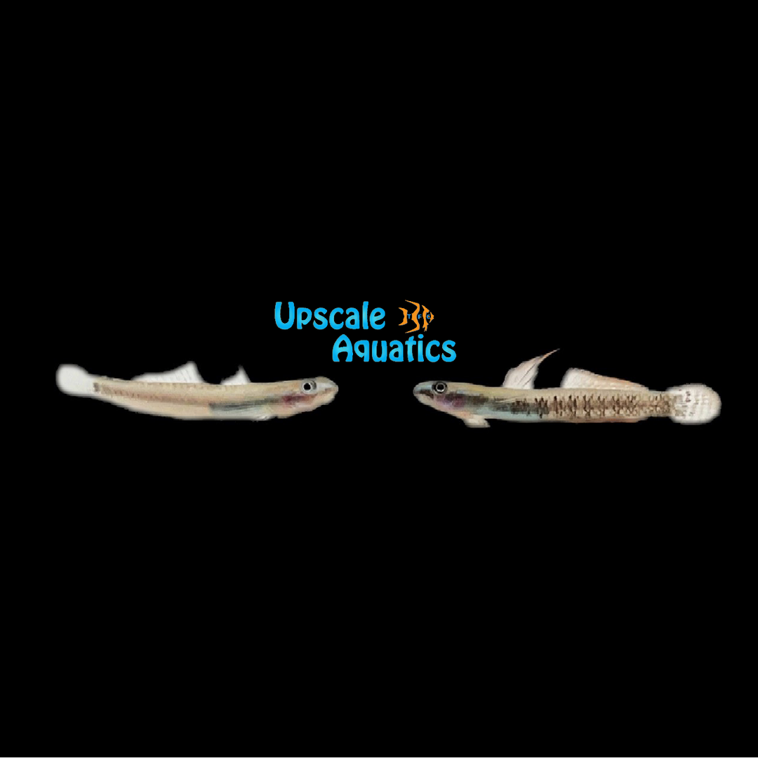 Percnopterygionus Stiphodon Goby (Stiphodon percnopterygionus)