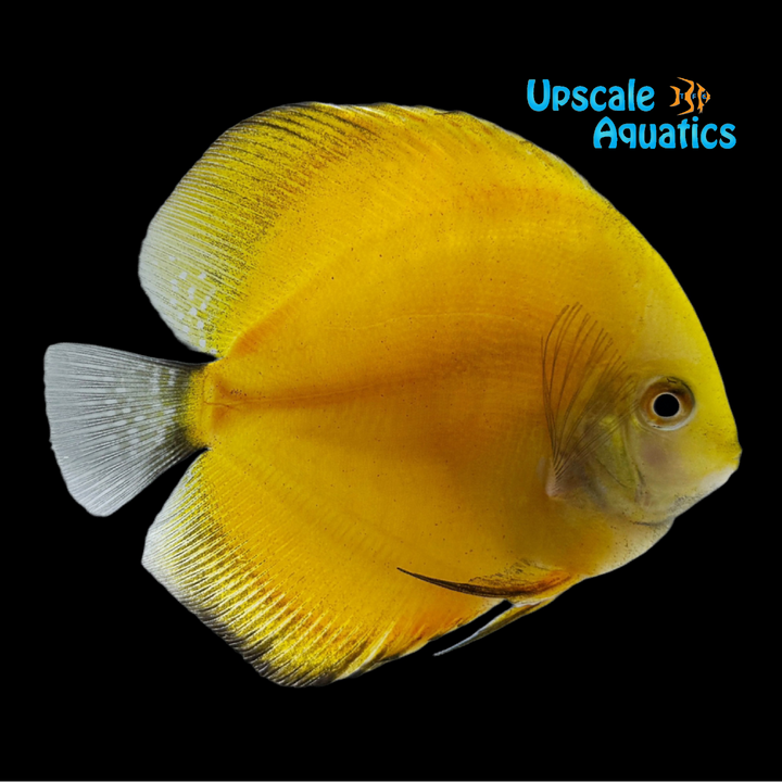 Yellow Melon Discus (Symphysodon aequifasciatus)