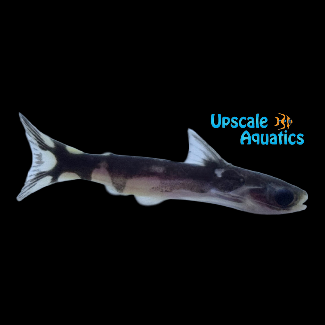 Orca Wood Catfish (Centromochlus orca)